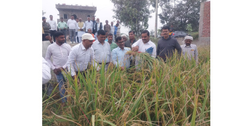 जिला पदाधिकारी ने किया किसान राम सागर ठाकुर के खेत में फसल कटनी निरीक्षण