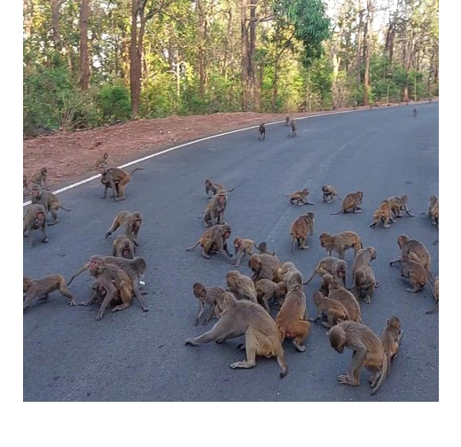 मासूम को बंदरों ने दरिंदे से बचाया