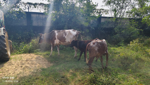 आठ मवेशी समेत मैजिक वाहन जब्त, चालक गिरफ्तार
