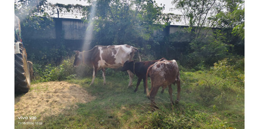 आठ मवेशी समेत मैजिक वाहन जब्त, चालक गिरफ्तार