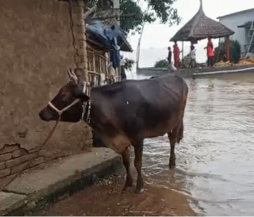 ​सैलाब में डूबा लखीसराय: मवेशियों पर भुखमरी का साया, भाकपा की युद्धस्तर पर मदद की मांग