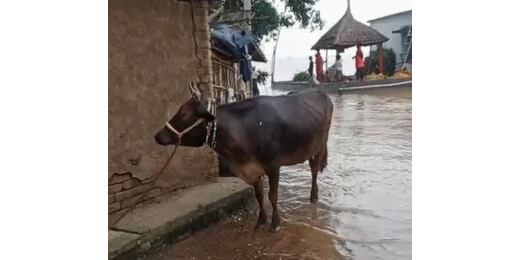 ​सैलाब में डूबा लखीसराय: मवेशियों पर भुखमरी का साया, भाकपा की युद्धस्तर पर मदद की मांग