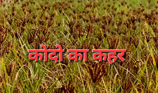 कोदो का कहर, 13 लोग बीमार, स्वास्थ्य महकमे में हड़कंप