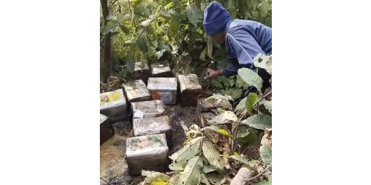 जंगल से 17,205 किलो जावा महुआ और 175 लीटर शराब बरामद